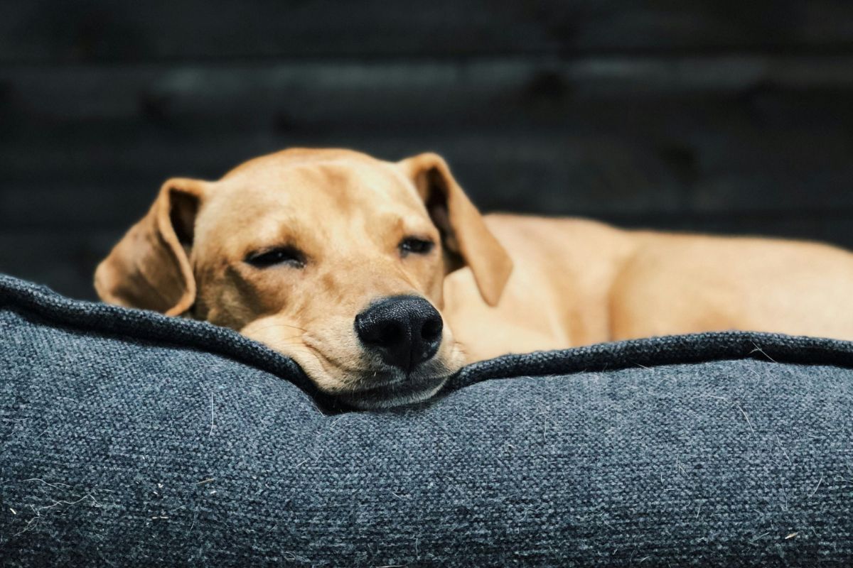 cachorro caramelo dormindo