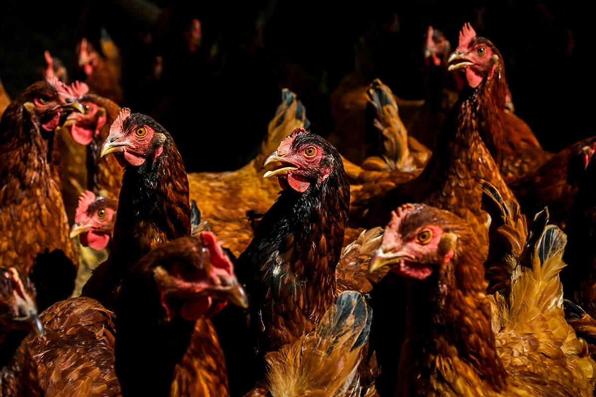 Coreia do Sul suspende importação de aves do Brasil após gripe aviária