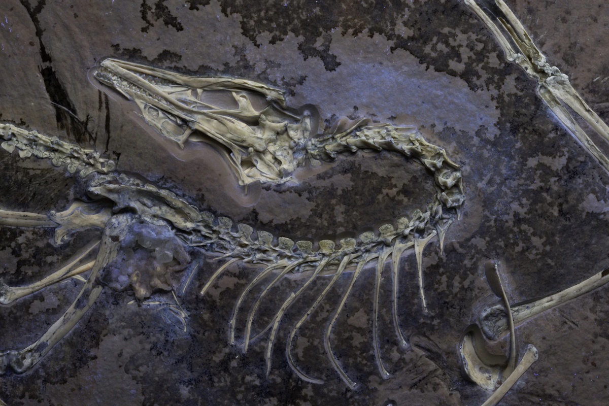Imagem colorida da análise ultravioleta de dinossauro - Metrópoles