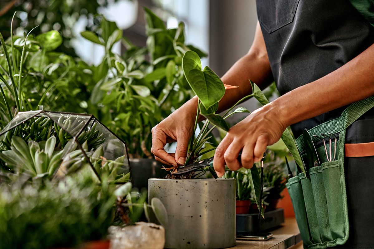 3 plantas para afastar a inveja e proteger seu lar do mau-olhado