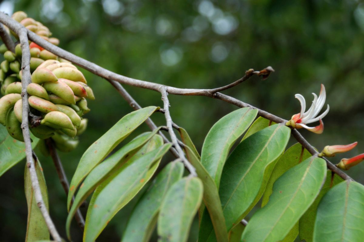 Imagem colorida de pimenta-de-macaco