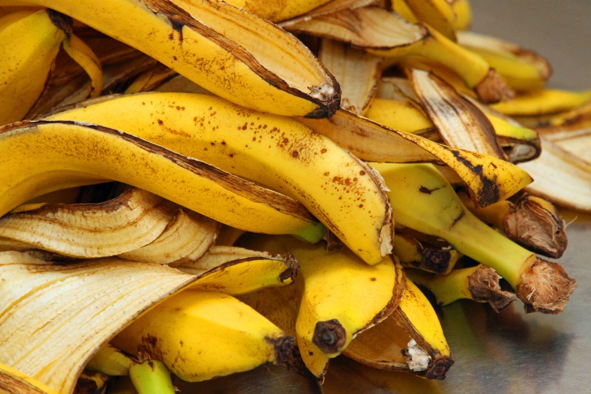 Não saia: as cascas de banana podem se tornar fertilizantes poderosos e baratos.