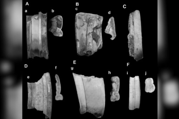 Imagem colorida, dente dos toxodontes com hipoplasia- Metrópoles