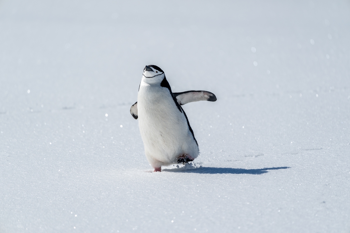 Pilhas de cocô de pinguim podem ajudar a resfriar a Antártida. Entenda