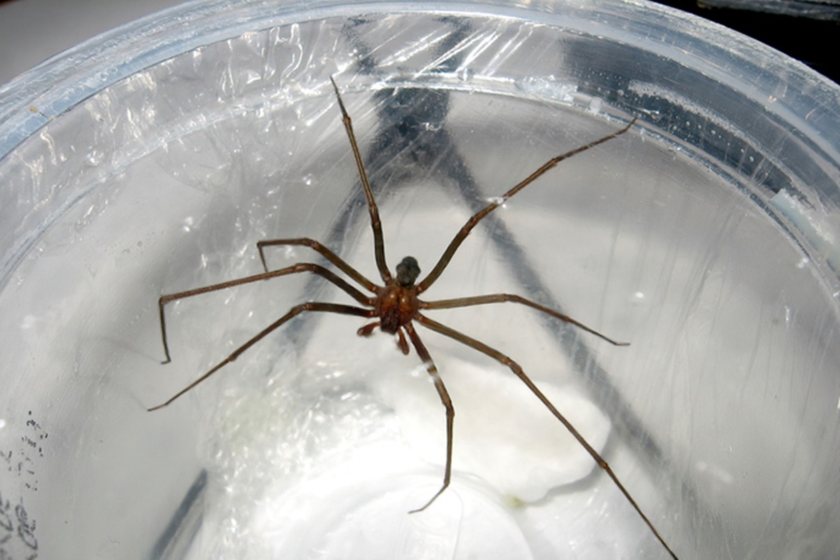 Foto de aranha-marrom em recipiente - Metrópoles
