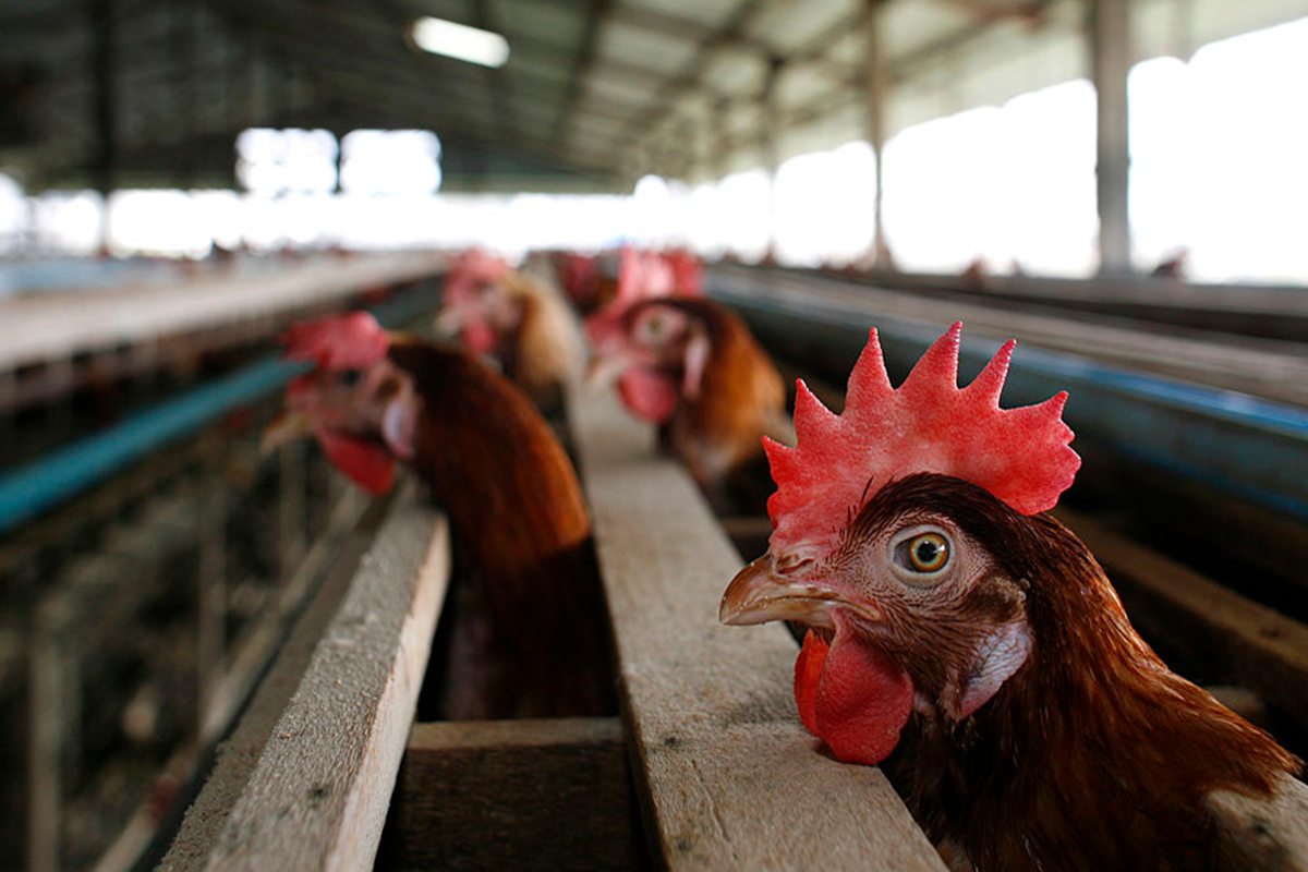 Gripe aviária: Goiás confirma primeiro caso em aves de subsistência