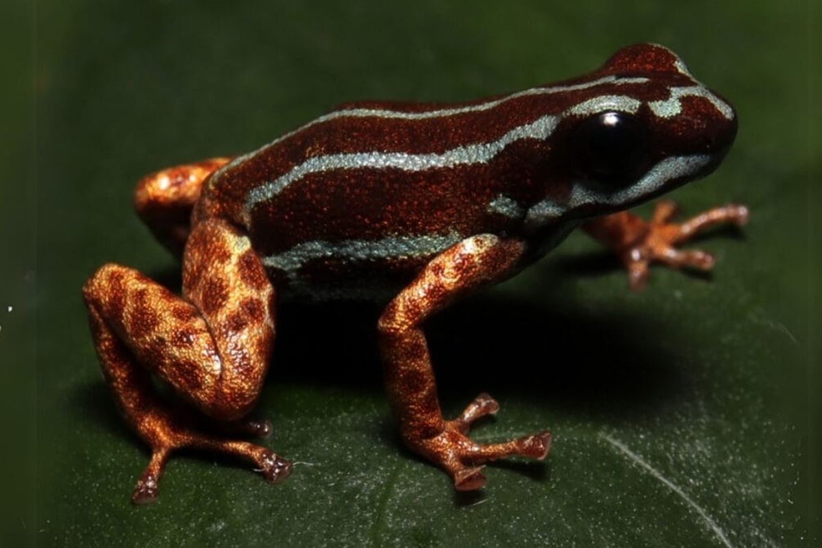 Com 1,5 cm e veneno potente, sapo raro vive no Brasil