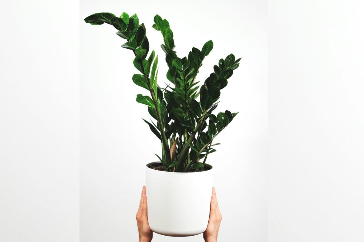 Imagem colorida de planta Zamioculcas