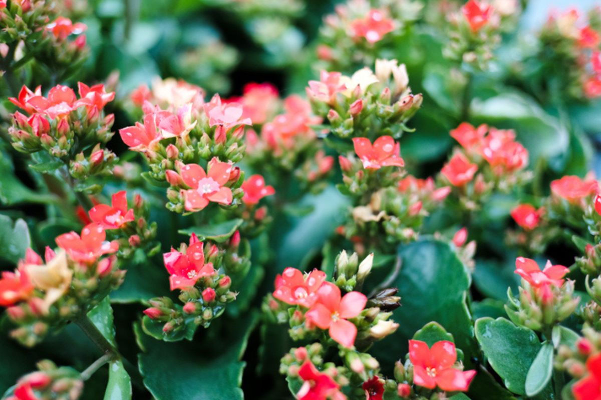 Imagem colorida de flor-da-fortuna