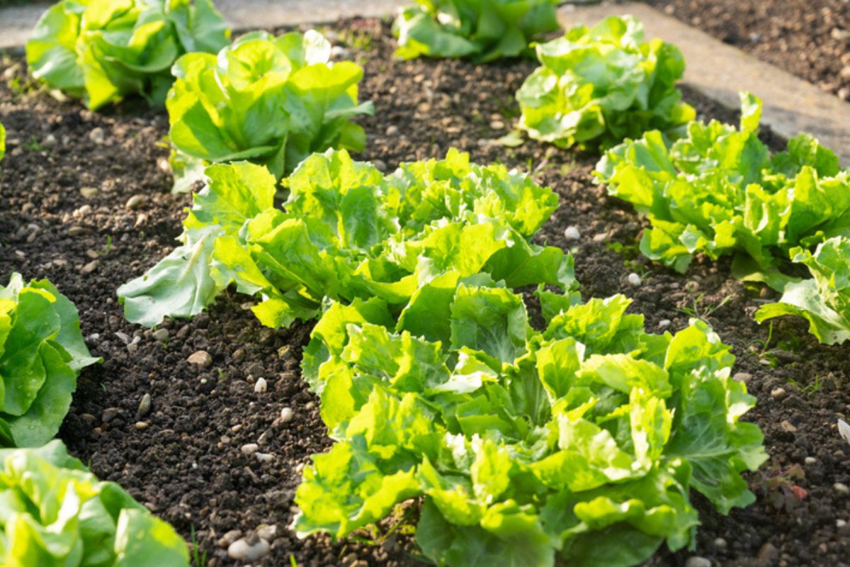 Imagem colorida de plantação de alface