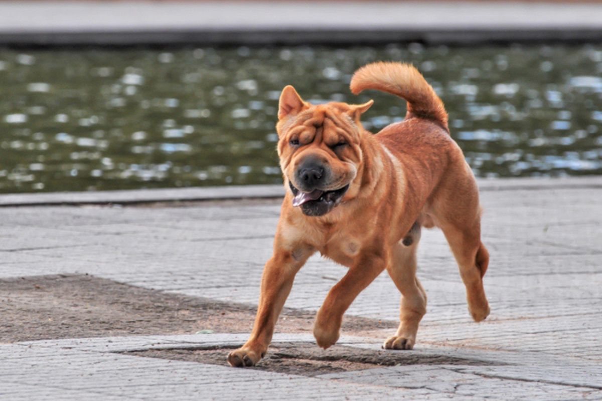 Imagem colorida de cachorro da raça shar-pei