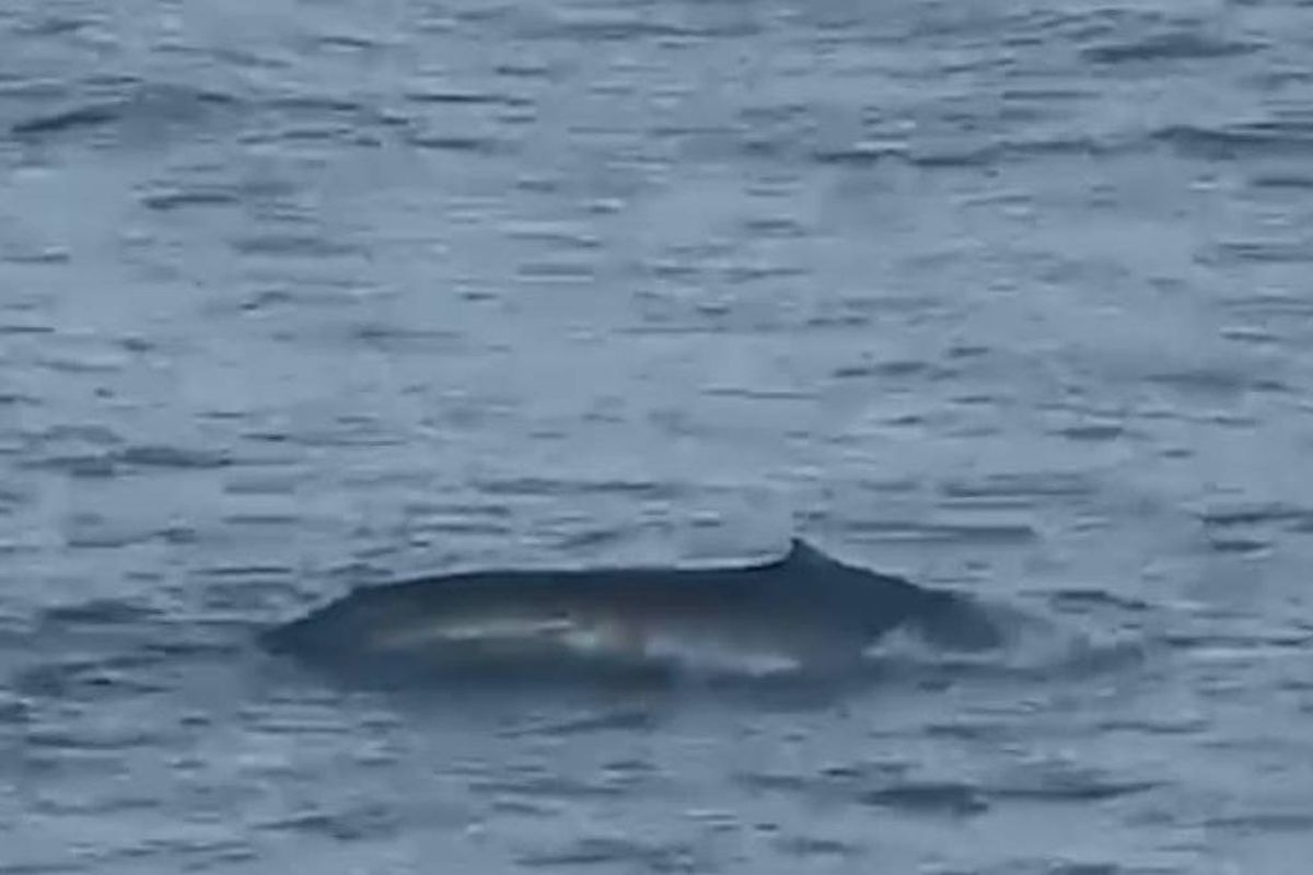 Vídeo: em aparição rara, baleia azul é avistada em Ilhabela (SP)