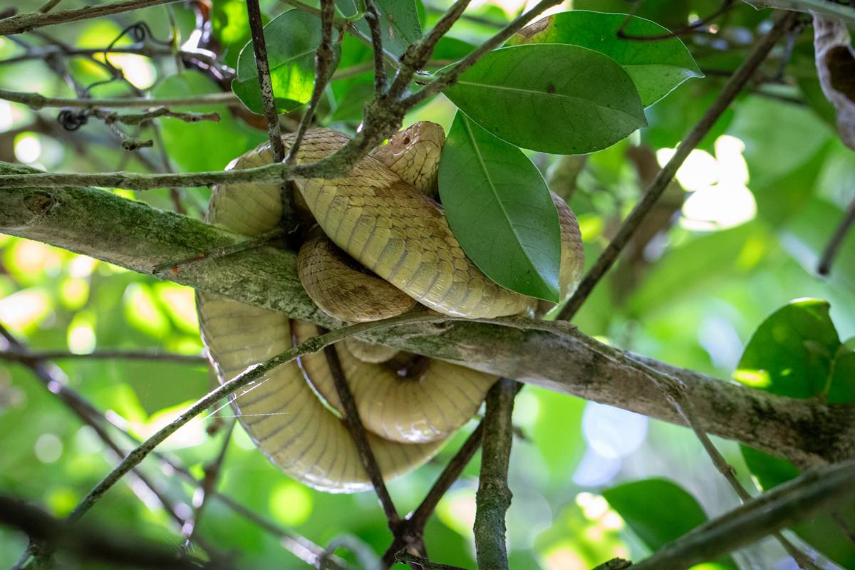 Karina Kasperoviczus, do Instituto Butantan, detalhou ao Metrópoles como são as expedições na Ilha das Cobras, no litoral paulista - Metrópoles