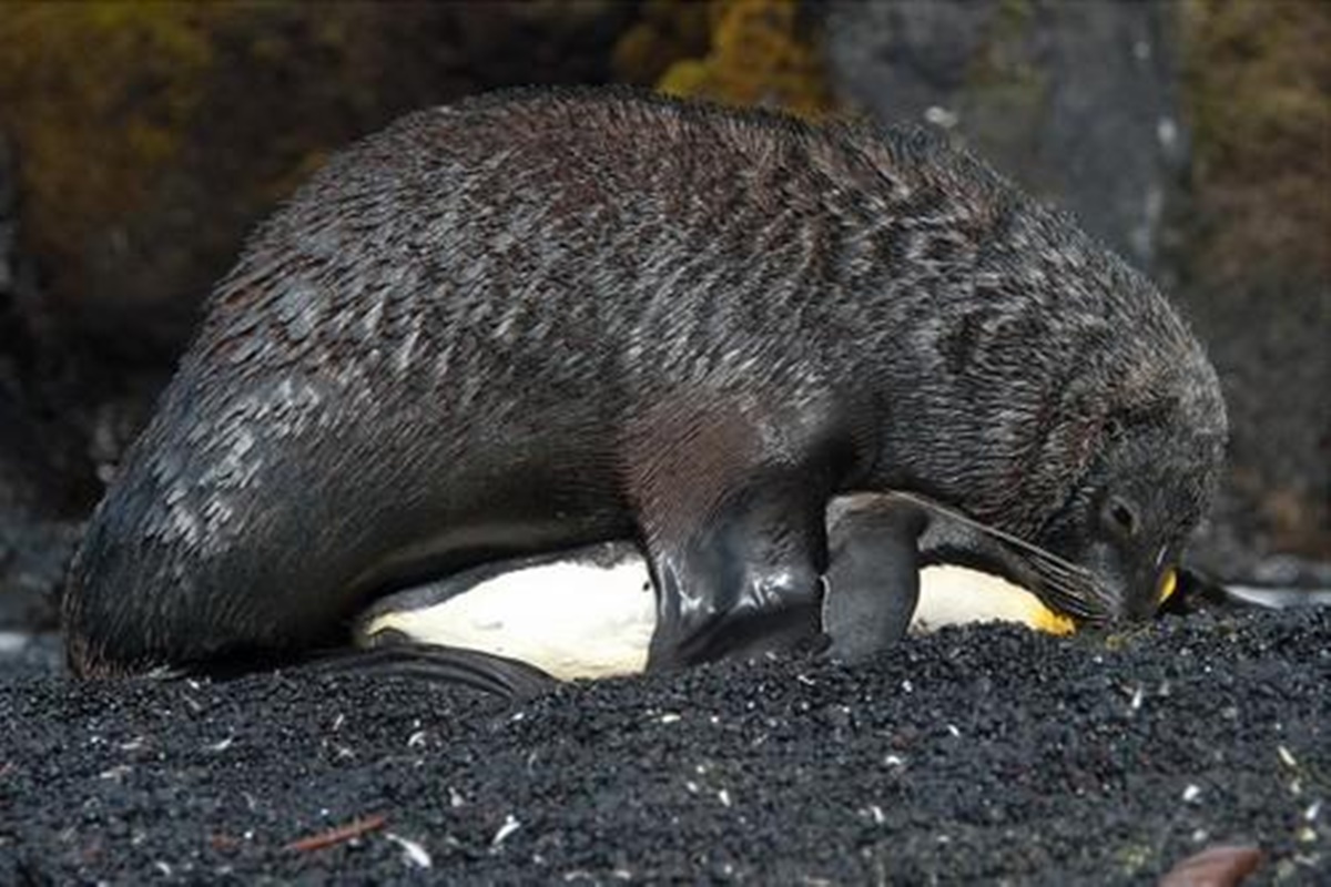 Pesquisadores tentam descobrir por que focas estão estuprando pinguins