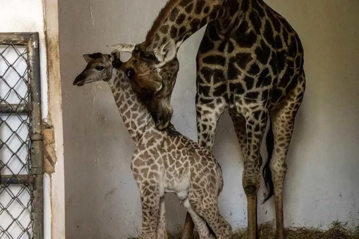 Bebê girafa de espécie com risco de extinção nasce no zoológico de SP