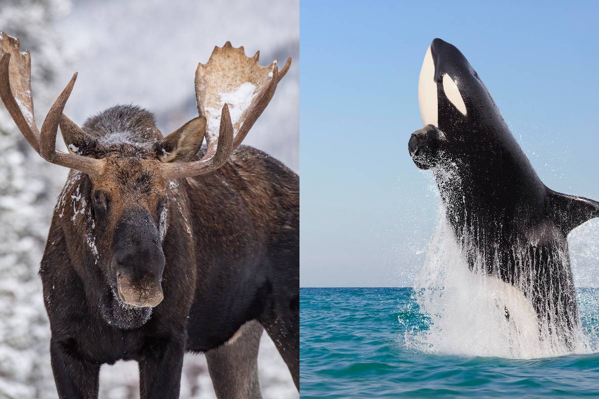 Saiba por que orcas estão atacando alces durante travessias aquáticas