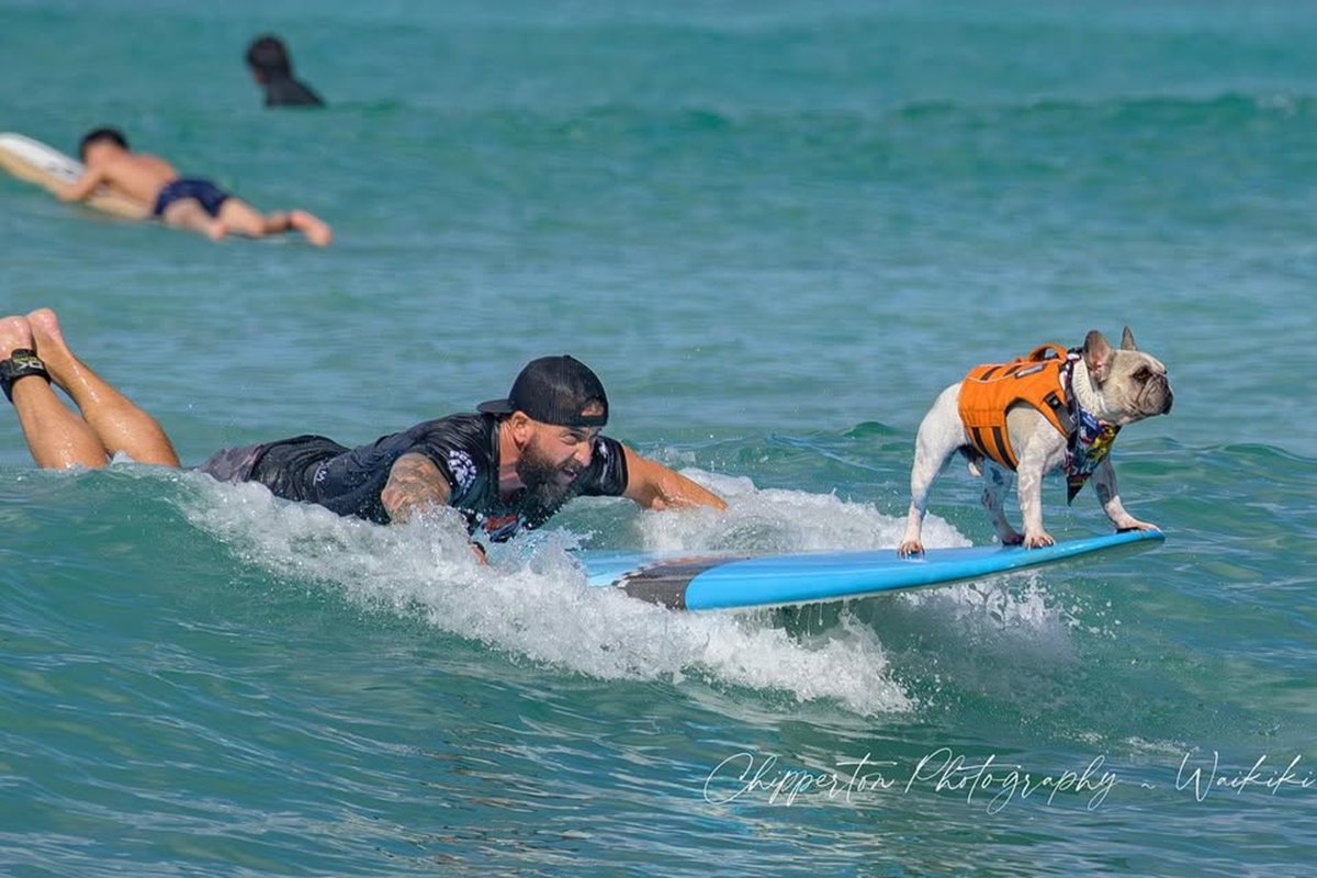Dale, o Bulldog Surfista que Roubou a Cena em 'Lilo & Stitch' - Conheça a Estrela Canina do Havaí!