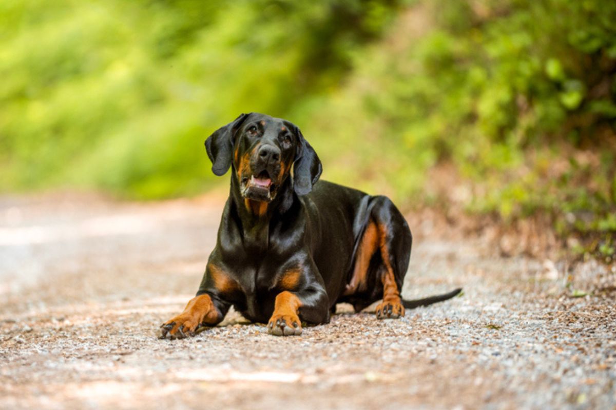 Imagem colorida de doberman pinscher