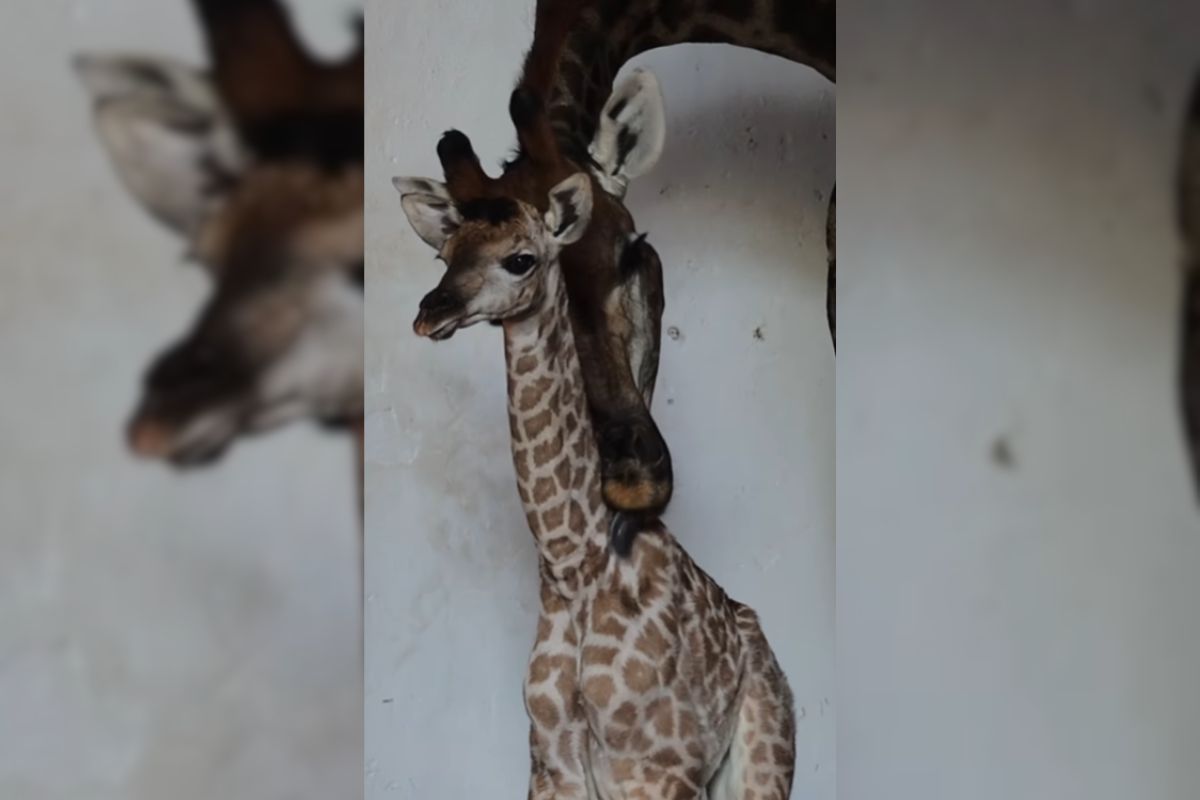 Saiba como sugerir nome para o bebê girafa que nasceu no Zoo de SP