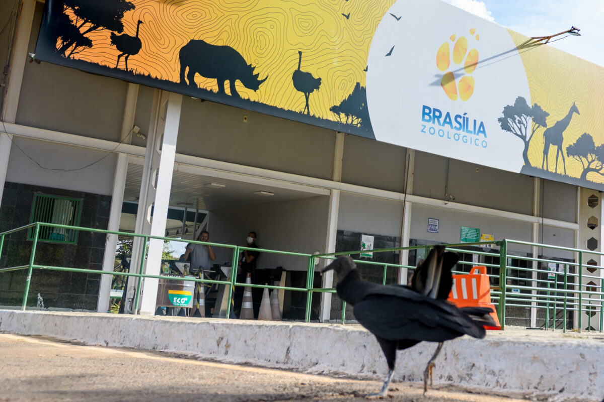 Barreira sanitária e EPIs. Zoo prepara reabertura após gripe aviária