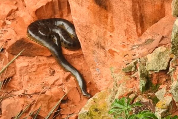 Imagem colorida, sucuri gigante- Metrópoles