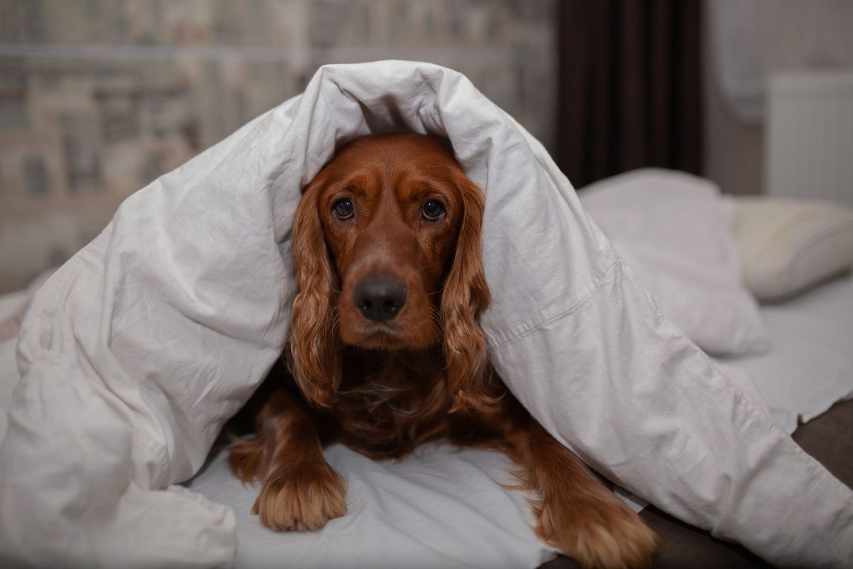 cachorro coberto em um dia frio