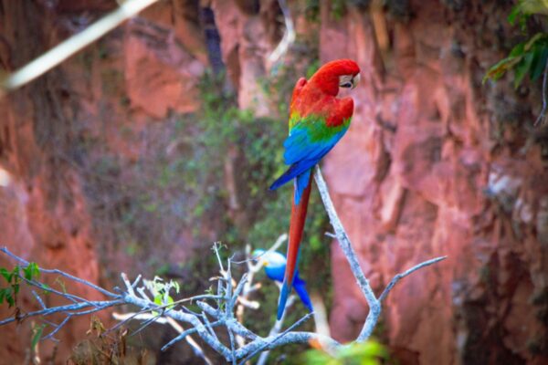 Imagem colorida, arara no buraco das araras- Metrópoles
