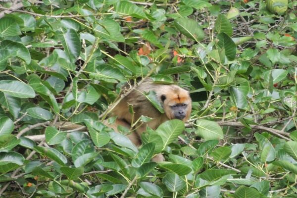 Imagem colorida, Macaco Buggio
