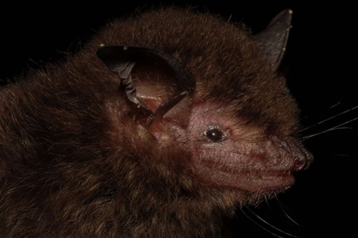 Myotis guarani: cientistas descobrem nova espécie de morcego no Brasil