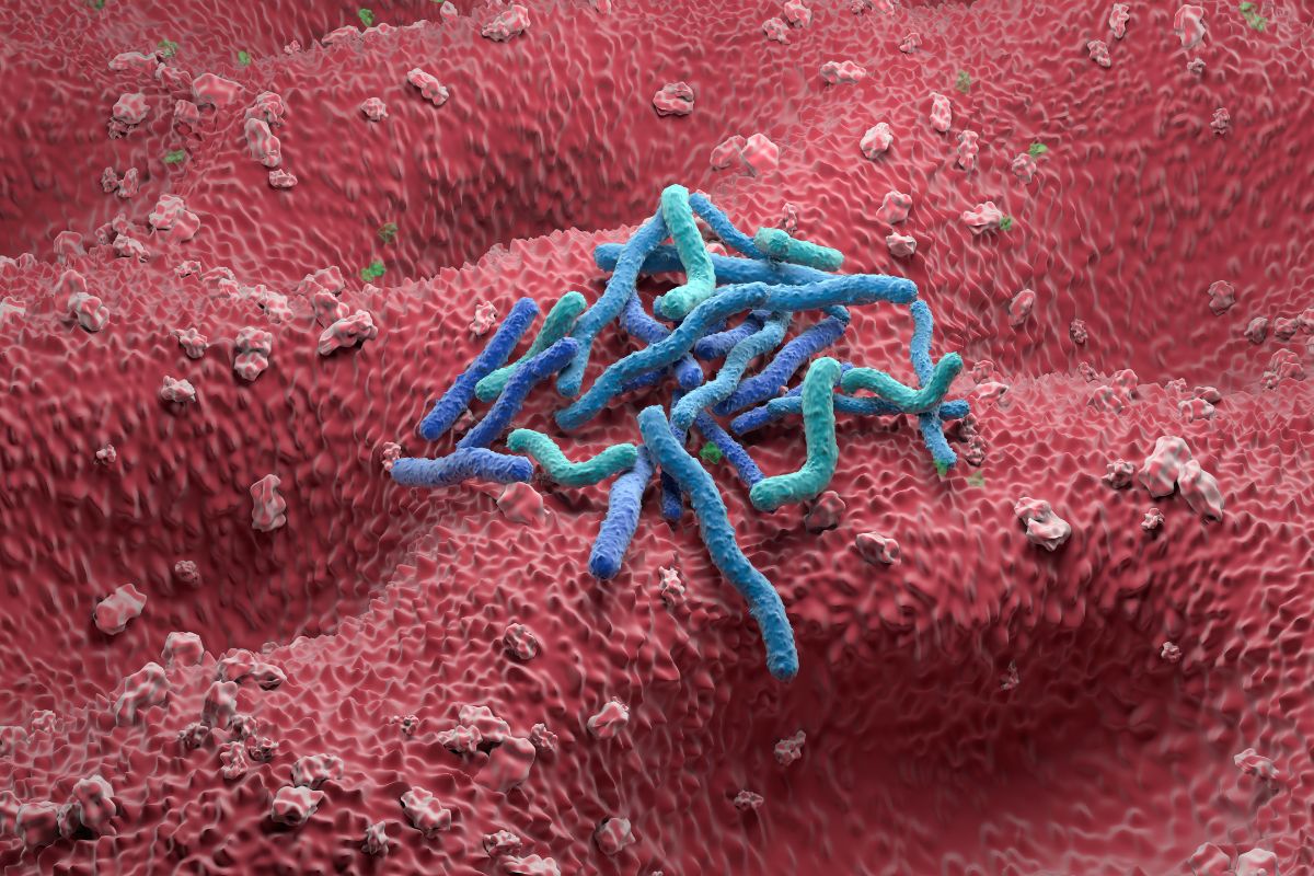 H. pylori 