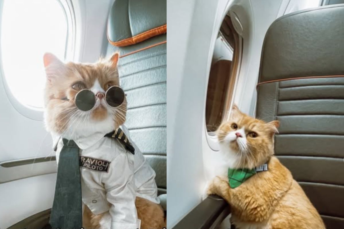 Montagem de duas imagens coloridas de gato em avião