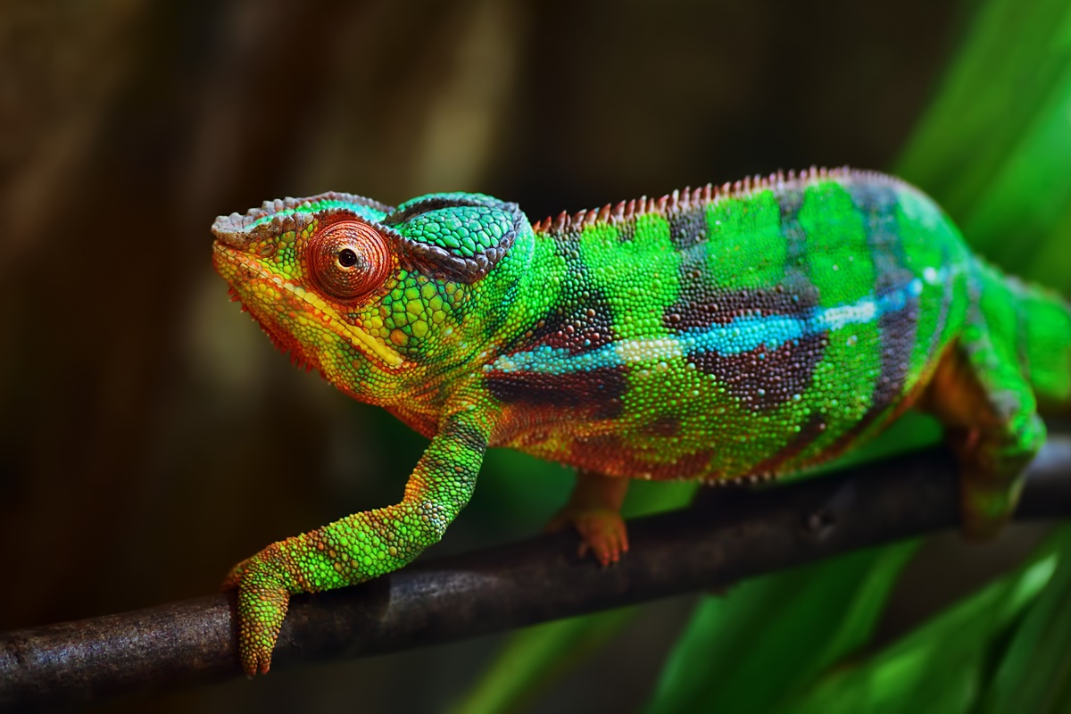 Imagem colorida de camaleão cheia de cores - Metrópoles 