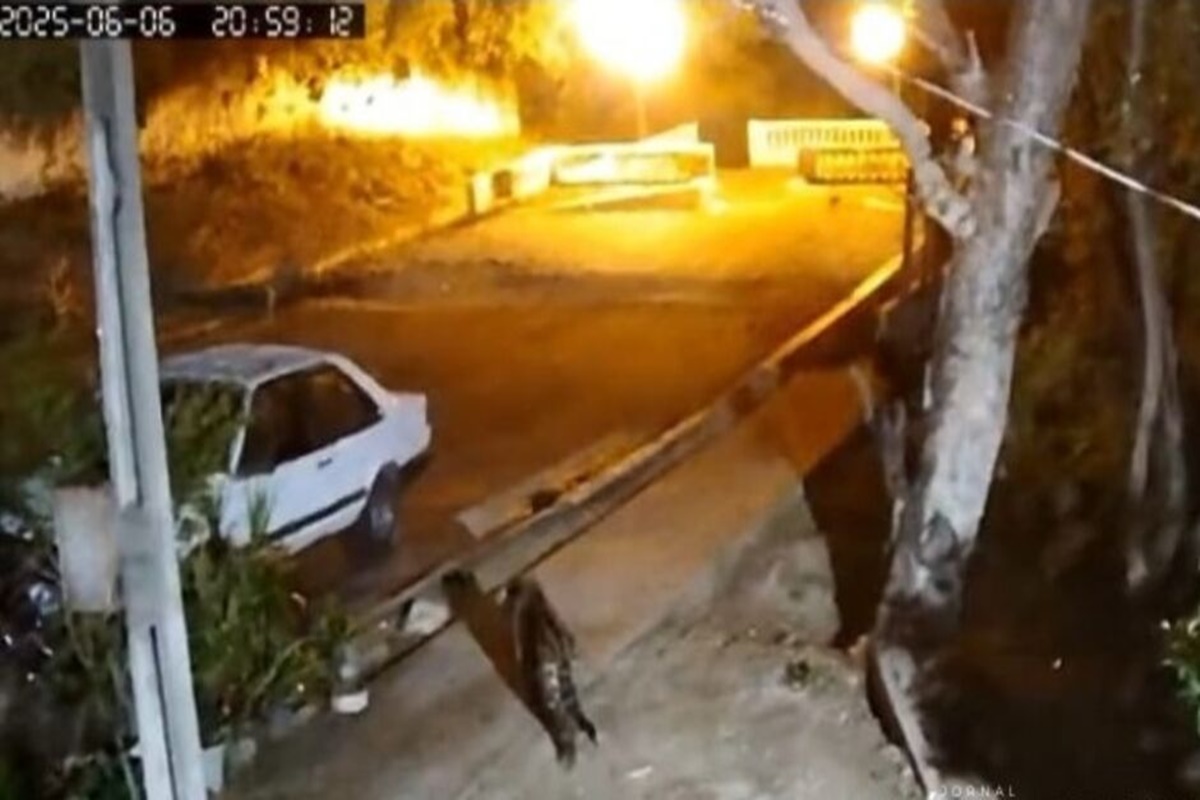 Vídeo. Após ataque frustrado a cão, onça volta a casa em Corumbá