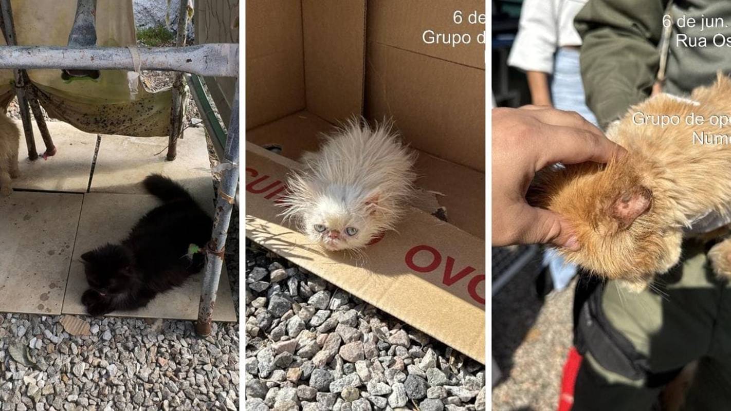 Em SC, 45 gatos persas são encontrados em situação de maus-tratos
