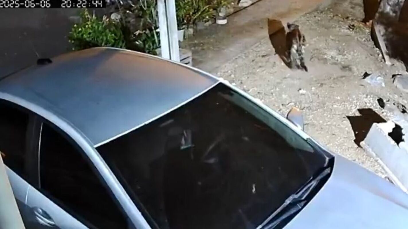 “Ficamos reféns”, diz família que teve casa “visitada” por onça em MS