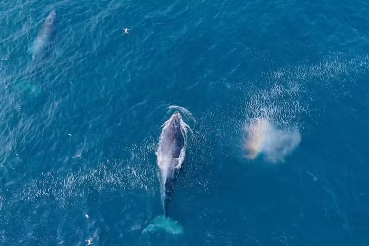 Vídeo: baleias-jubarte dão espetáculo no mar de Arraial do Cabo