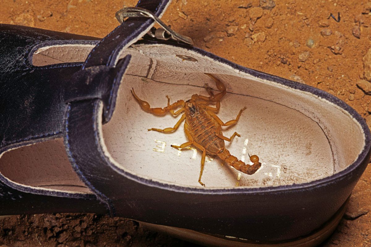 Imagen colorida de un escorpión amarillo dentro de un zapato.
