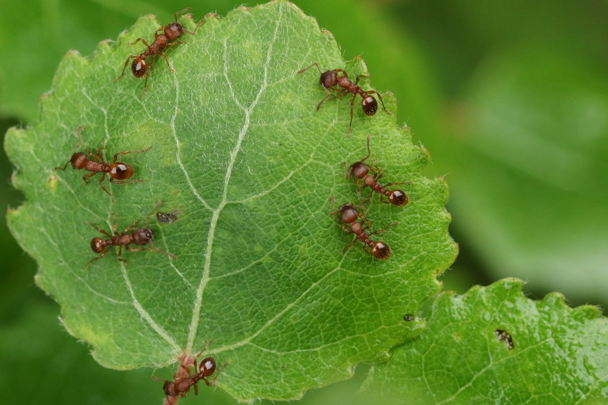 foto colorida de formigas em uma folha de planta