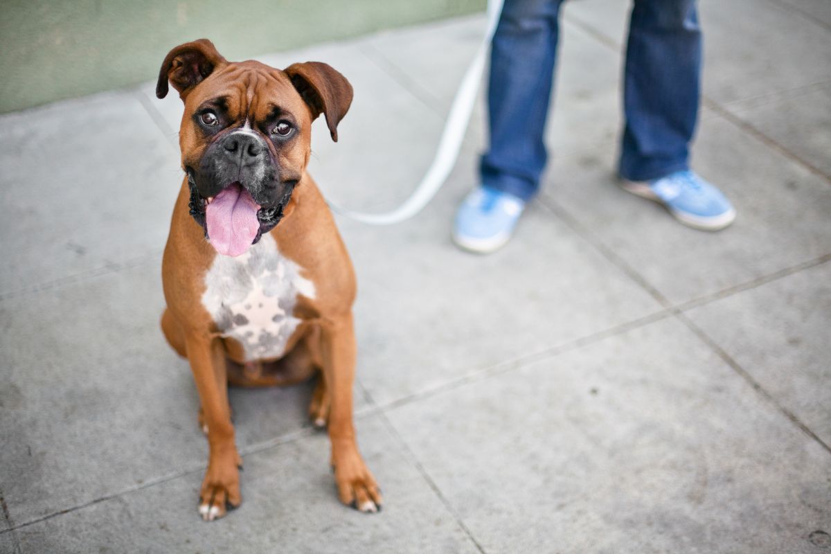 foto colorida de cão da raça boxer