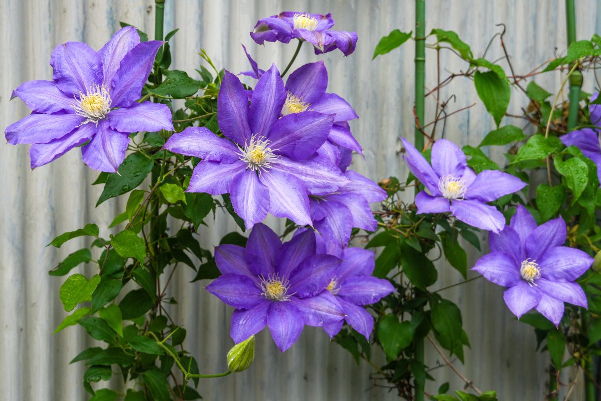 Lila Clematis-Kriechpflanze (Clematis spp.)