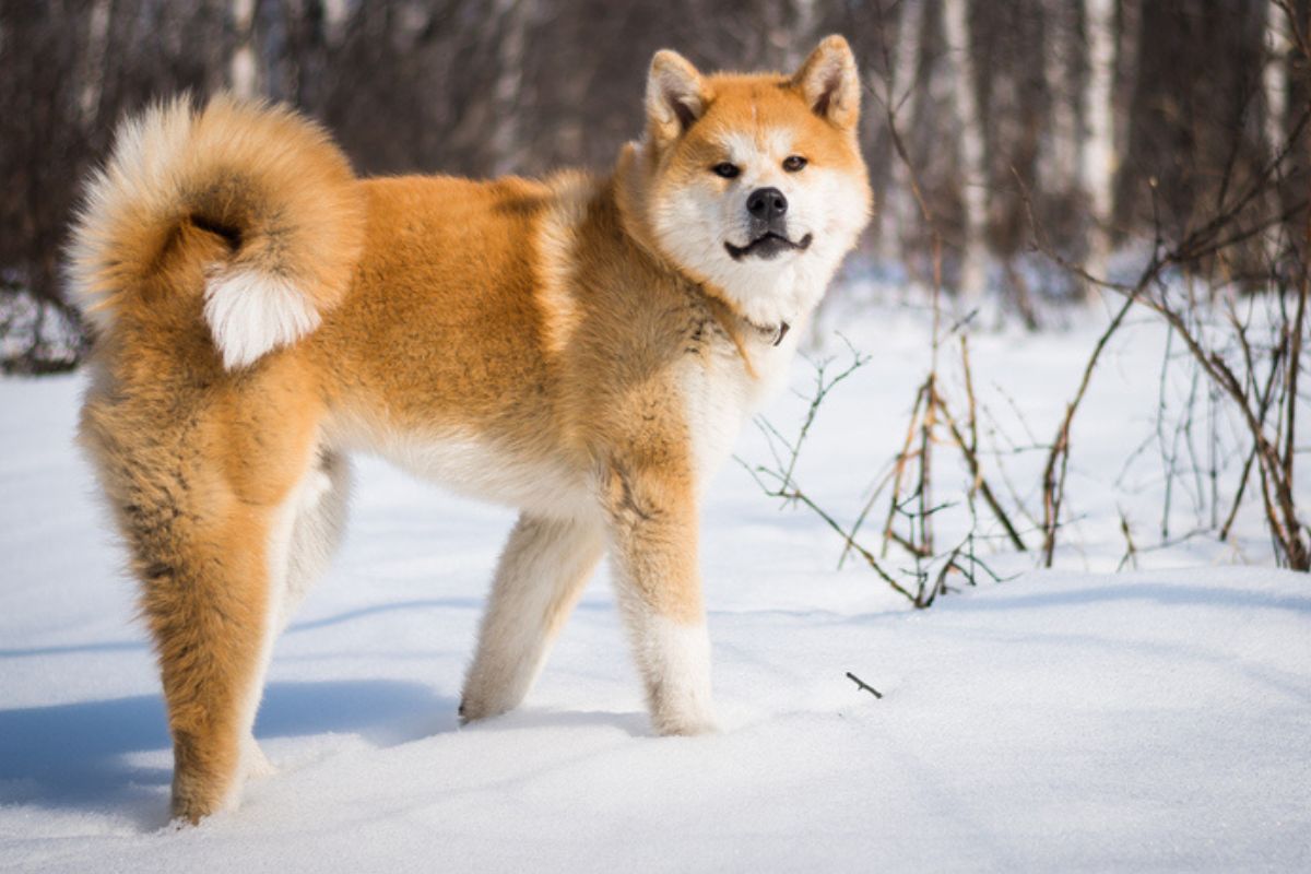 Imagem colorida de cachorro da raça akita inu