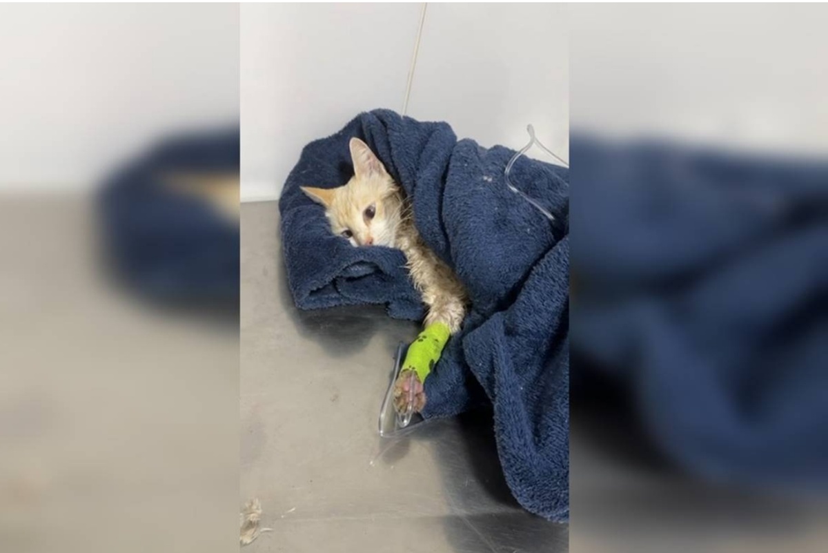 Caça a serial killer : PCDF investiga envenenamento de 40 gatos e cães