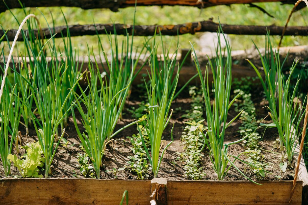 Cebolinha Verde: 5 Razões Incríveis para Incluir na Sua Alimentação (e Como Fazer!)