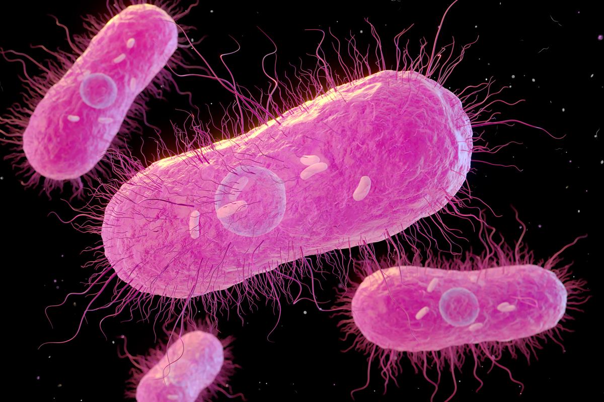 Médico lista dois chás que ajudam a combater a bactéria Salmonella
