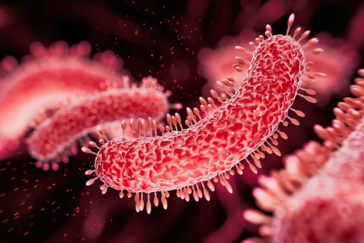 Foto colorida de bactéria Salmonella - Metrópoles