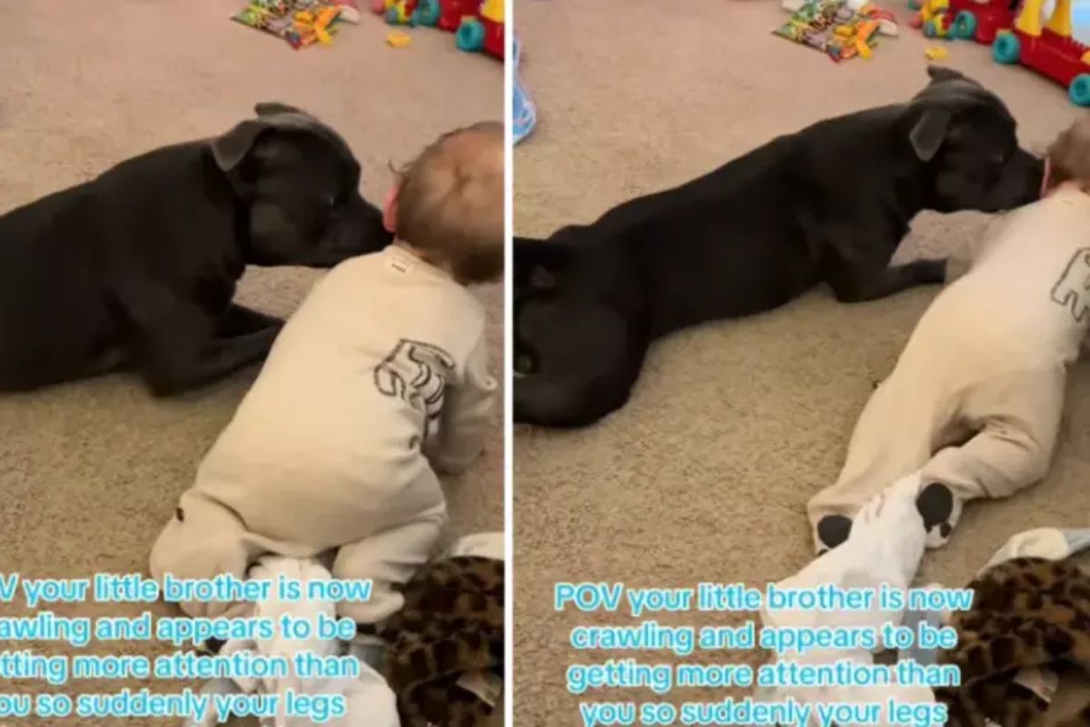 Cachorro conquista a web ao imitar o “irmãozinho humano” engatinhando