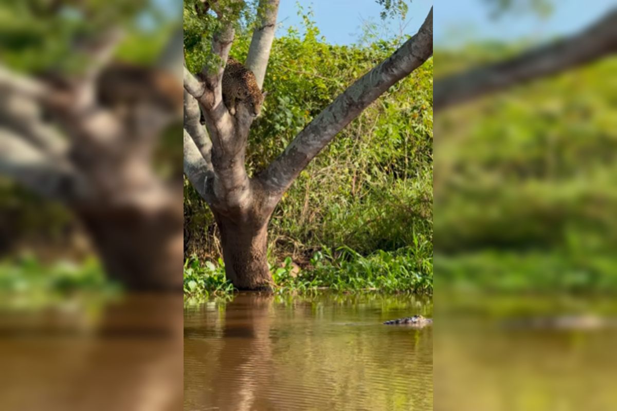 Vídeo: onça-pintada impressiona ao atacar jacaré em rio no Pantanal