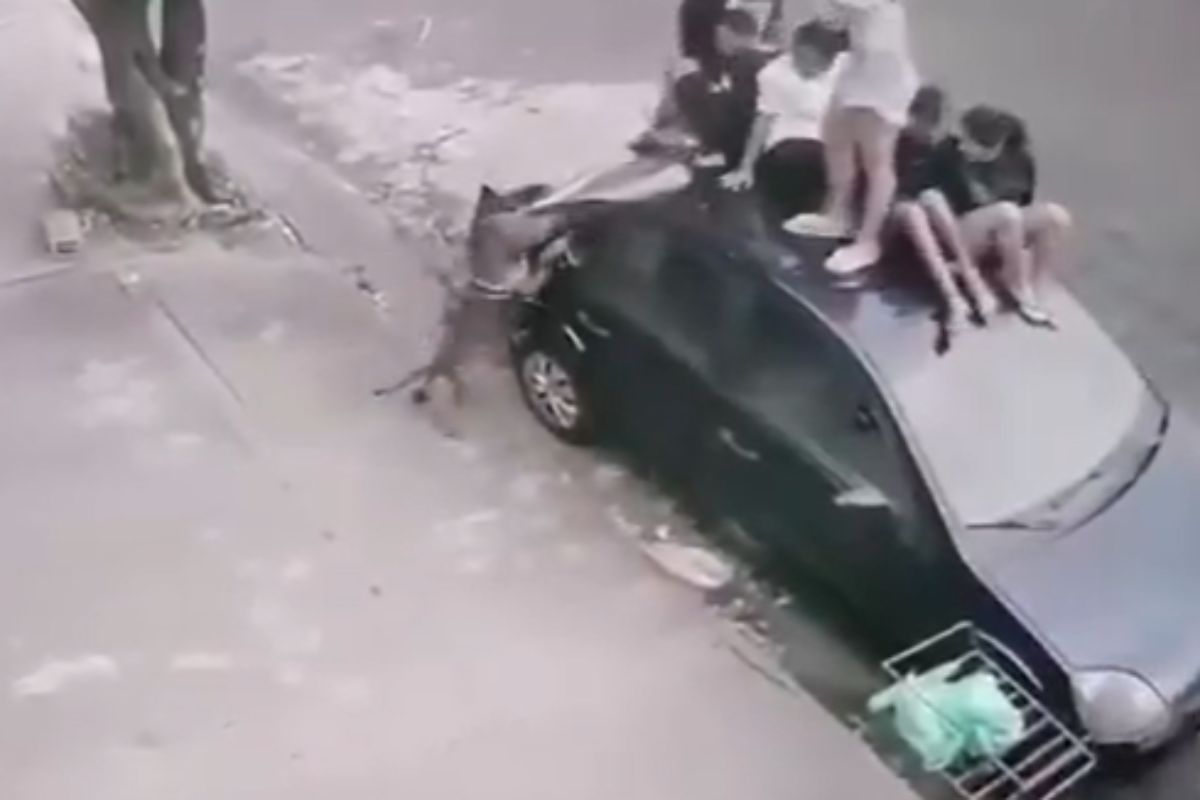 Pit-bull que mordeu adolescente atacou cachorro de vizinha 1 mês antes