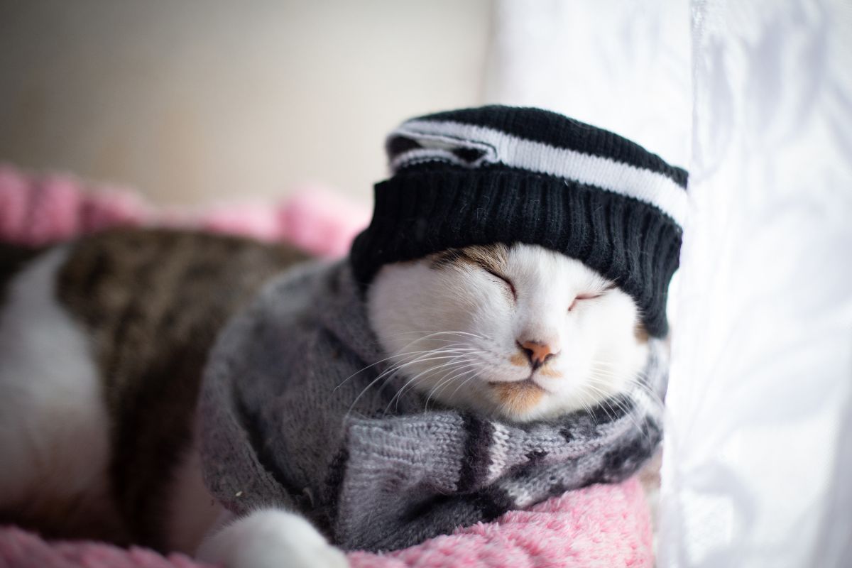 Frio oferece riscos à saúde do gato; saiba como proteger seu pet