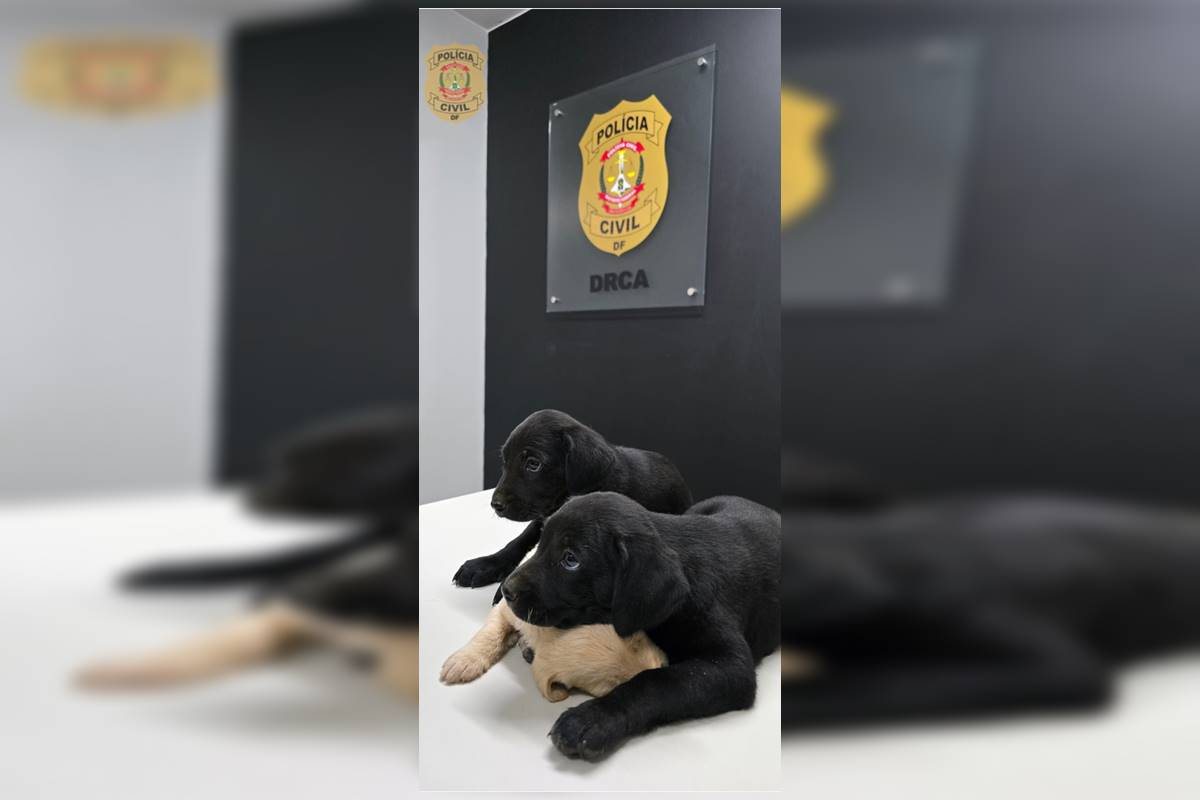 Polícia localiza homem que abandonou filhotes em frente a escola no DF
